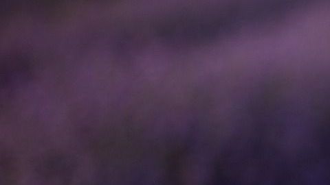 La lavanda posee propiedades relajantes y energéticas.