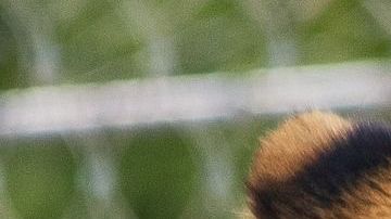 Una leona en reposo en un zoo de Checoslovaquia.