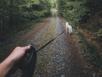 paseo perro