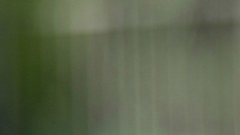 Descubre el significado de soñar con serpientes.