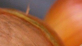 Thomson International, Inc. retiró del mercado cebollas rojas, amarillas, blancas y amarillas dulces.