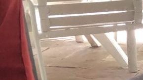 Los residentes lo encontraron dormido y pidieron apoyo de las autoridades, quienes le pusieron un dardo tranquilizante para luego capturarlo.