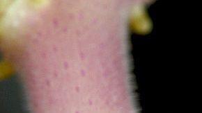 Foto: Sanjay Acharya/Creative Commons