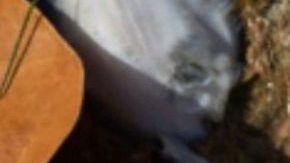 Una muestra de los peces que han aparecido muertos en las aguas de Miami.