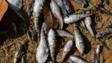 Una muestra de los peces que han aparecido muertos en las aguas de Miami.