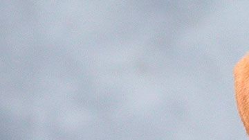 3 millones de gatos y perros se sacrifican cada año en los albergues.