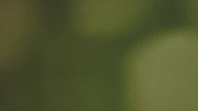 La manzanilla es una de las plantas caseras más comunes.