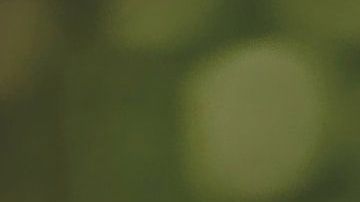 La manzanilla es una de las plantas caseras más comunes.