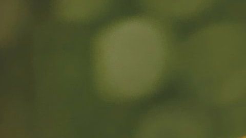 La manzanilla es una de las plantas caseras más comunes.