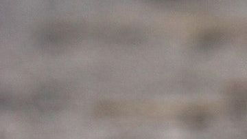 Resultó ser un ejemplar de la víbora de Russell, una de las más peligrosas del mundo.