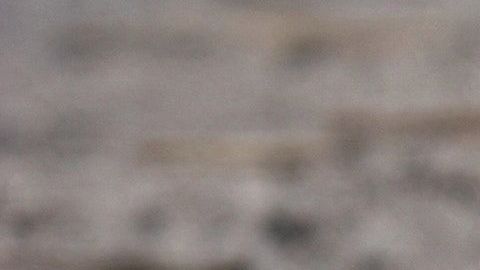 Resultó ser un ejemplar de la víbora de Russell, una de las más peligrosas del mundo.