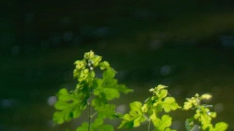 Hay mujeres que, astrológicamente, no pueden cortar una pareja tóxica.