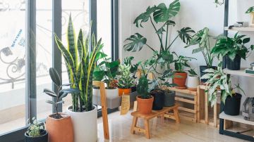 Las plantas ideales para el hogar, según el Feng Shui.
