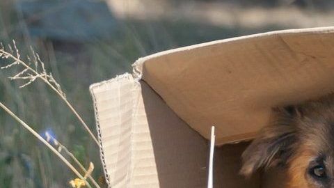 El perro no comprendía lo que estaba sucediendo.