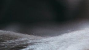 El terrible accidente que sufrió Iron fue dado a conocer por una usuaria de Facebook.