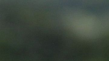 La cebra logró escapar de una muerte segura.