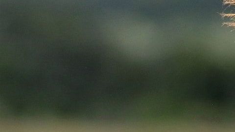 La cebra logró escapar de una muerte segura.