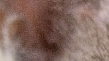 Ahora, el hombre busca demandar al dueño del animal.