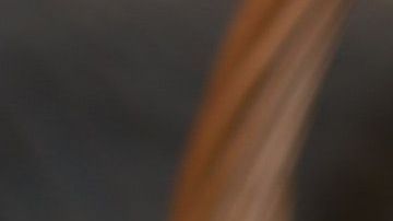 Pensó que se trataba de un gato abandonado en la calle y lo rescató, hasta que notó algunos comportamientos extraños.