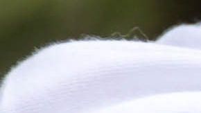 mosquito