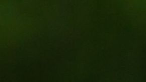 Al perrito le hacen falta las patas delanteras.