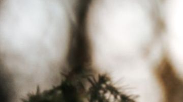 También le quitaron parte de una oreja y le fracturaron la tráquea.