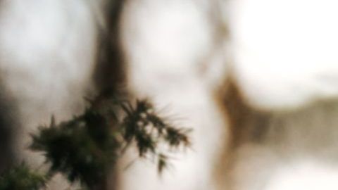 También le quitaron parte de una oreja y le fracturaron la tráquea.