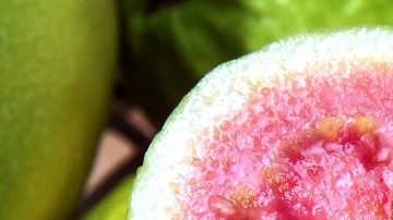 guayaba