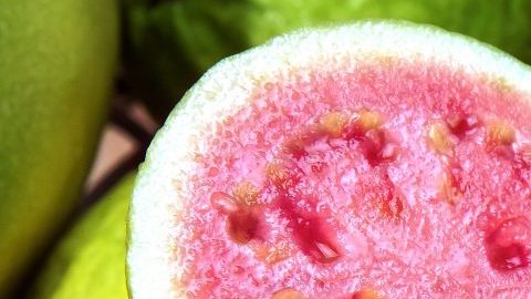 guayaba