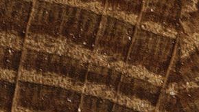 shutterstock_246078346