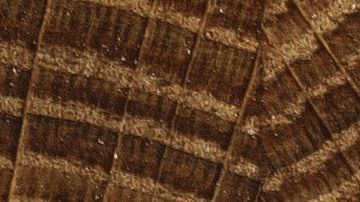 shutterstock_246078346