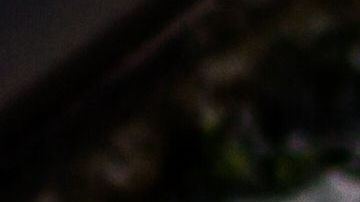 Las belugas fueron trasladadas a un santuario natural.