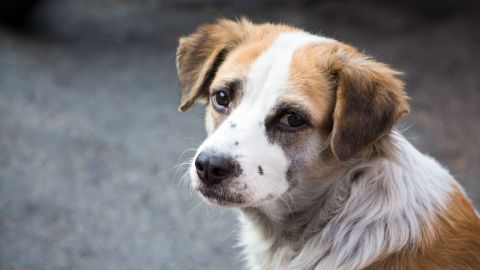 El perro se mostró agradecido.