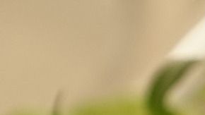 El tomillo posee poderes esotéricos de protección.