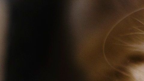 El gato parecía feliz hasta que...