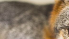 Los zorros son astutos, veloces... y pillos.