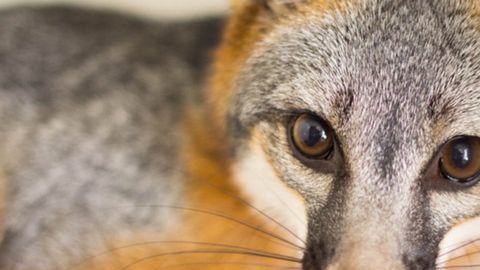 Los zorros son astutos, veloces... y pillos.