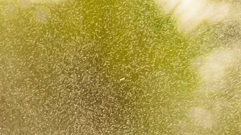 Estos signos son geniales bailando.