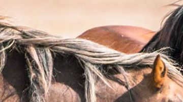 Hay más de 70,000 caballos salvajes o mustangs en EEUU.