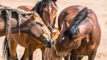 Hay más de 70,000 caballos salvajes o mustangs en EEUU.