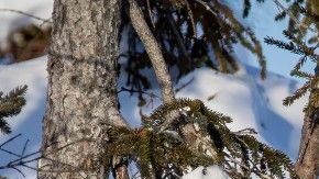 "Mi deseo más grande es que la gente aún cuando no haya visto un oso sienta la necesidad de que los tenemos que proteger".