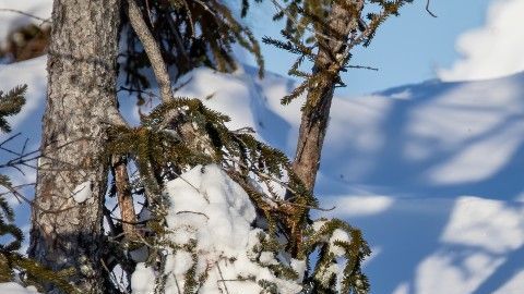 "Mi deseo más grande es que la gente aún cuando no haya visto un oso sienta la necesidad de que los tenemos que proteger".