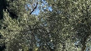 114197448_7c79635f-750d-476d-842d-ab8b715c605c