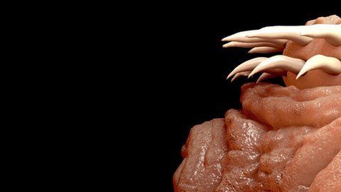 Feos, resbaladizos y con muy poco encanto... los parásitos no son precisamente los seres más carismáticos del mundo.