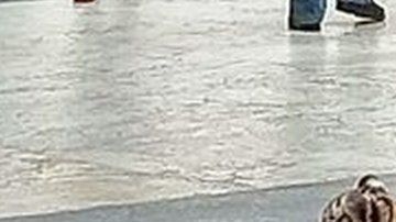 El cachorro de tigre fue visto en el centro comercial Antara, en el noroeste de Ciudad de México.