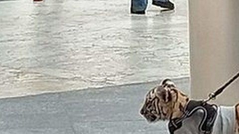 El cachorro de tigre fue visto en el centro comercial Antara, en el noroeste de Ciudad de México.