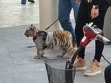 El cachorro de tigre fue visto en el centro comercial Antara, en el noroeste de Ciudad de México.