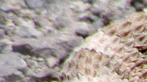 Serpiente de cascabel.