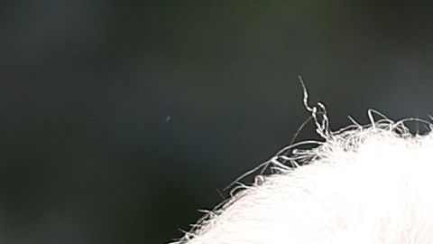 Trump pidió a Biden una disculpa por los comentarios que había hecho Harris.