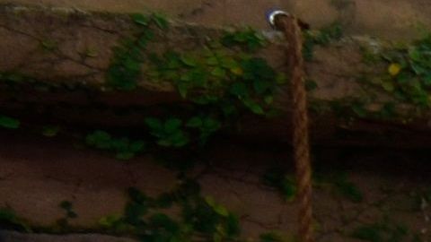 El Zoo de Miami se abrió para una sola persona, una niña de ocho años que padece cáncer cerebral-